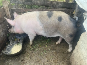 Vând scroafă rasa de carne 15 lei kg în viu