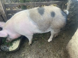 Vând scroafă rasa de carne 15 lei kg în viu - imagine 2