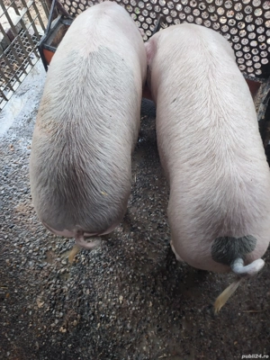 vand porci - imagine 2