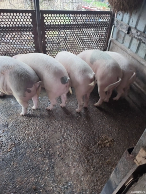 vand porci - imagine 3