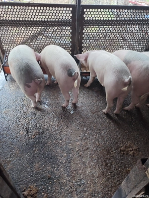 vand porci - imagine 4