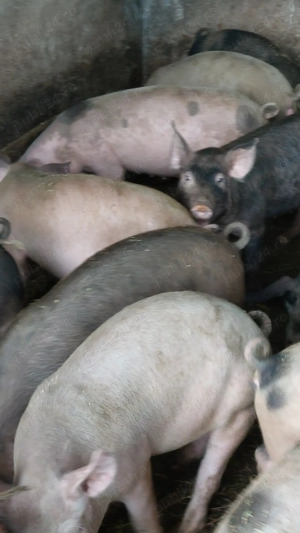 Vand porci pt Craciun