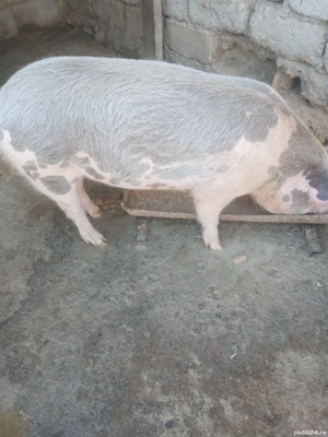 Vand porci - imagine 2