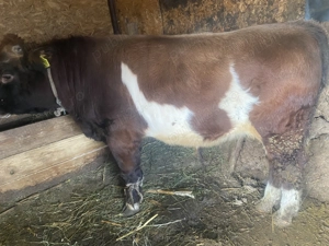 Vând scroafă rasa de carne 15 lei kg în viu - imagine 3