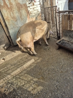 Disponibil 140-150kg + - imagine 2