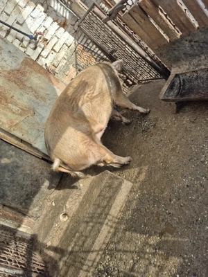 Disponibil 140-150kg + - imagine 3