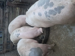 Porci de vanzare - imagine 5