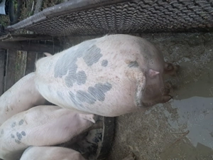 Porci de vanzare - imagine 3