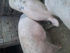 Porci de vanzare - imagine 4