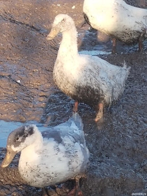 rate și gâște de vânzare 