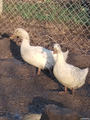 rate și gâște de vânzare  - imagine 2