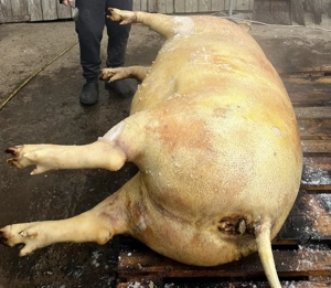 Vând porcii crescuți în gospodărie  - imagine 2