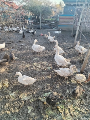 rate și gâște de vânzare  - imagine 5