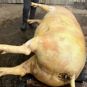 Vând porcii crescuți în gospodărie  - imagine 3
