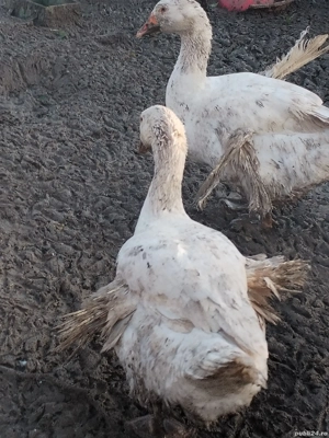 rate și gâște de vânzare  - imagine 3