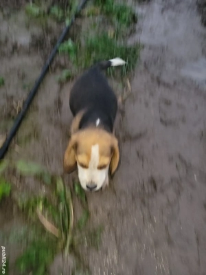 Beagle tricolor  - imagine 2
