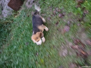 Beagle tricolor  - imagine 3