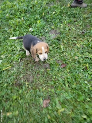 Beagle tricolor  - imagine 4