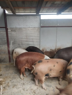 Porci de vanzare 120 - 200 kg
