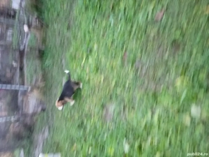 Beagle tricolor  - imagine 5