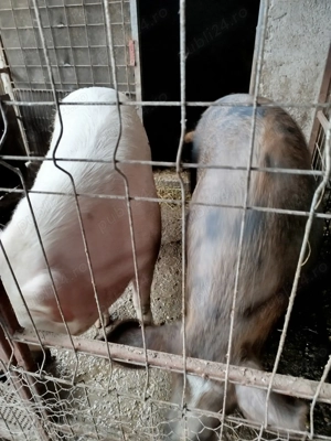 Vand porci 120kg-250kg prin alegere pe care il doriti  - imagine 2