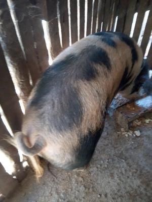 De vânzare porci pentru Crăciun 