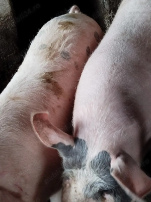 Vand porci 120kg-250kg prin alegere pe care il doriti  - imagine 3