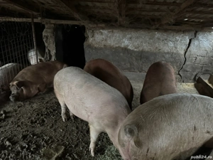 Porci de vanzare - imagine 4