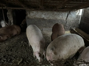 Porci de vanzare - imagine 2