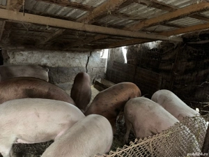 Porci de vanzare - imagine 3