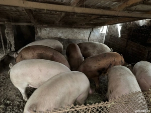 Porci de vanzare - imagine 5