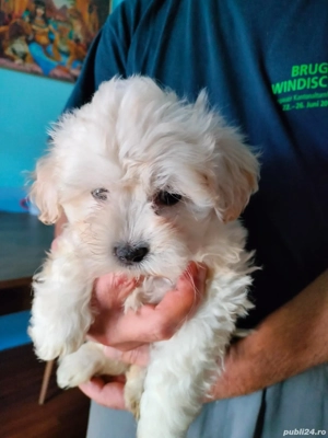 Bison Maltez Fetita mini toy