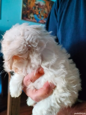 Bison Maltez Fetita mini toy - imagine 2