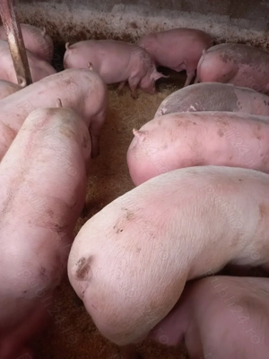 Vand porci pentru craciun - imagine 2