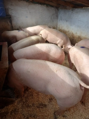 Vand porci pentru craciun - imagine 3