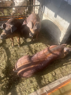 Porci duroc de sacrificat 