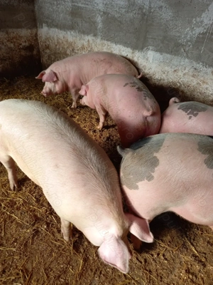 Vand porci de carne  - imagine 3