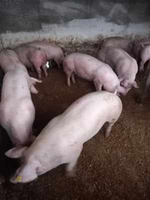 Vand porci de carne  - imagine 2