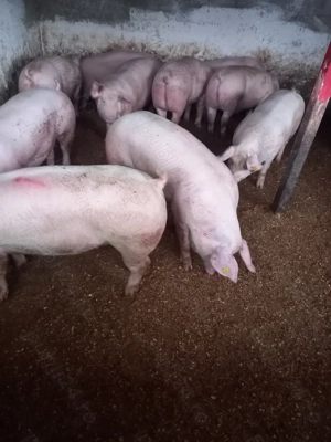 Vand porci de carne  - imagine 3