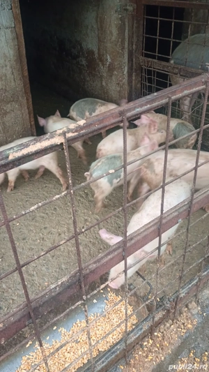 vand purcei! - imagine 2