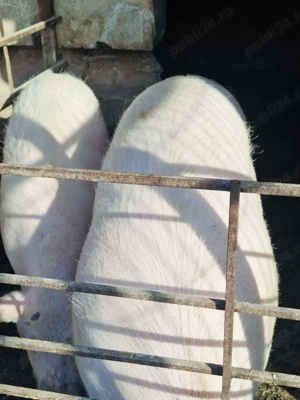 Porci disponibili! - imagine 3