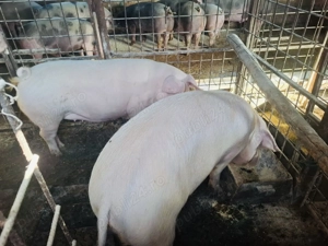 Porci disponibili! - imagine 2