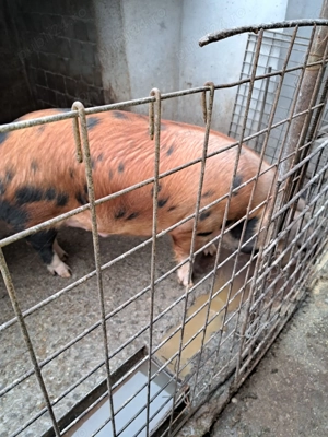 Vând  porc - imagine 2