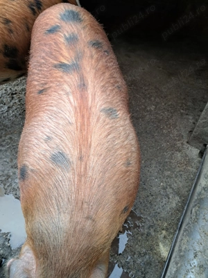 Vând  porc - imagine 3