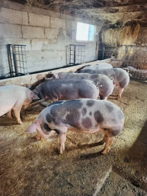 Porci disponibili! - imagine 5