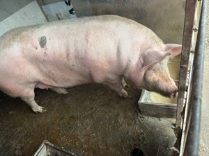 Vând Purcea 350-370 kg - imagine 3