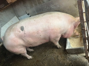 Vând Purcea 350-370 kg - imagine 2