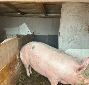 Vând Purcea 350-370 kg - imagine 5