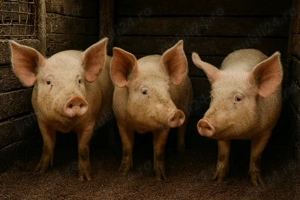 Vând 2 porci mari, aprox. 130 kg fiecare   calitate foarte bună!