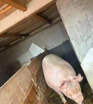 Vând Purcea 350-370 kg - imagine 6